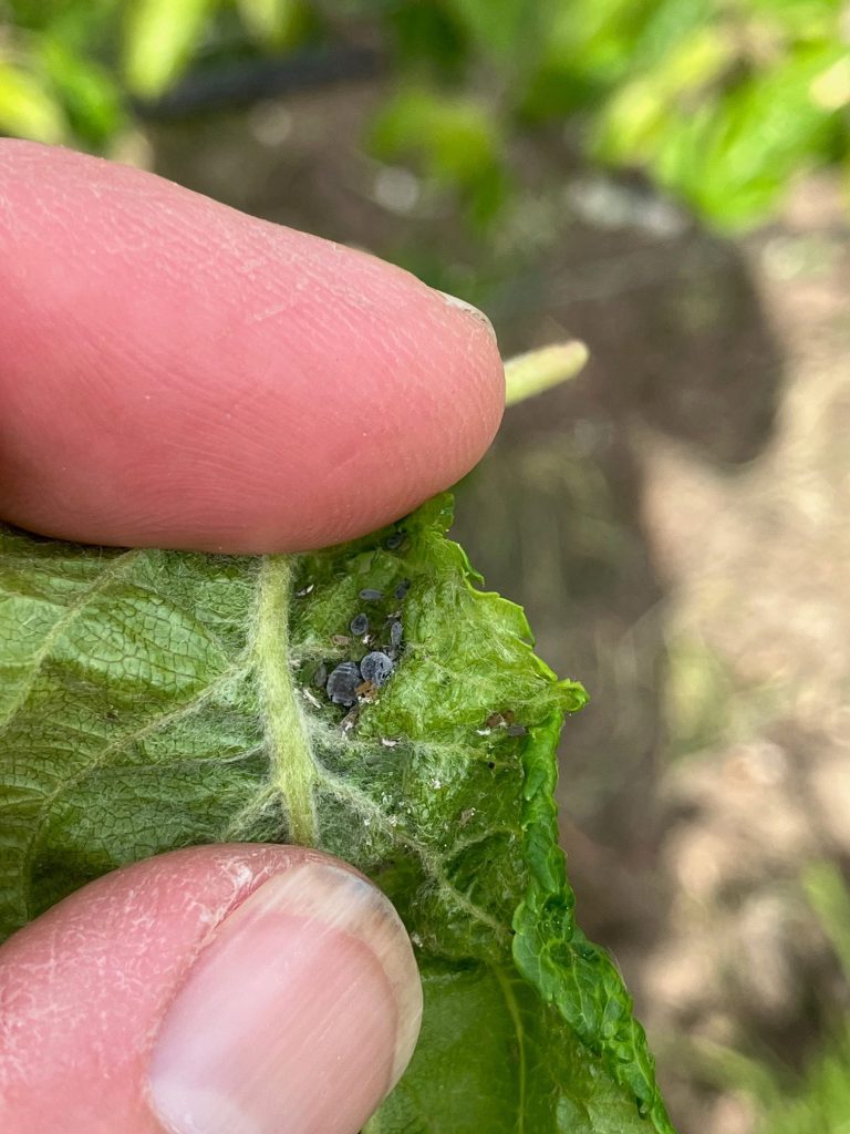 Afbeelding Insecten appel en peer