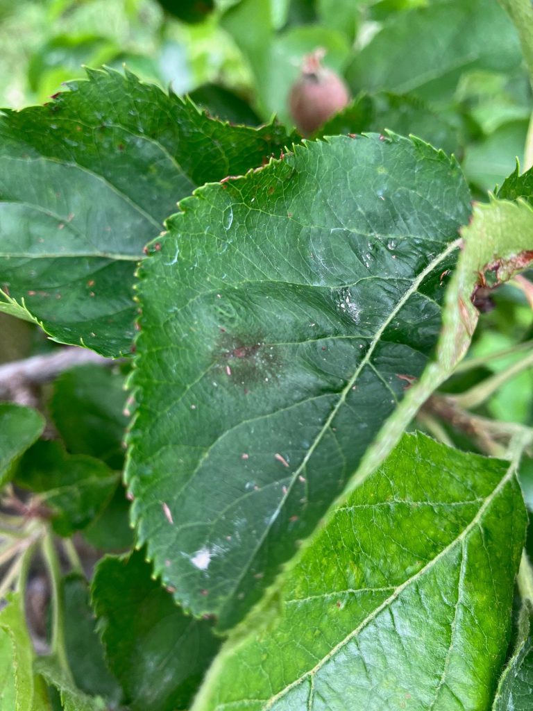 Afbeelding Schurft bij appel
