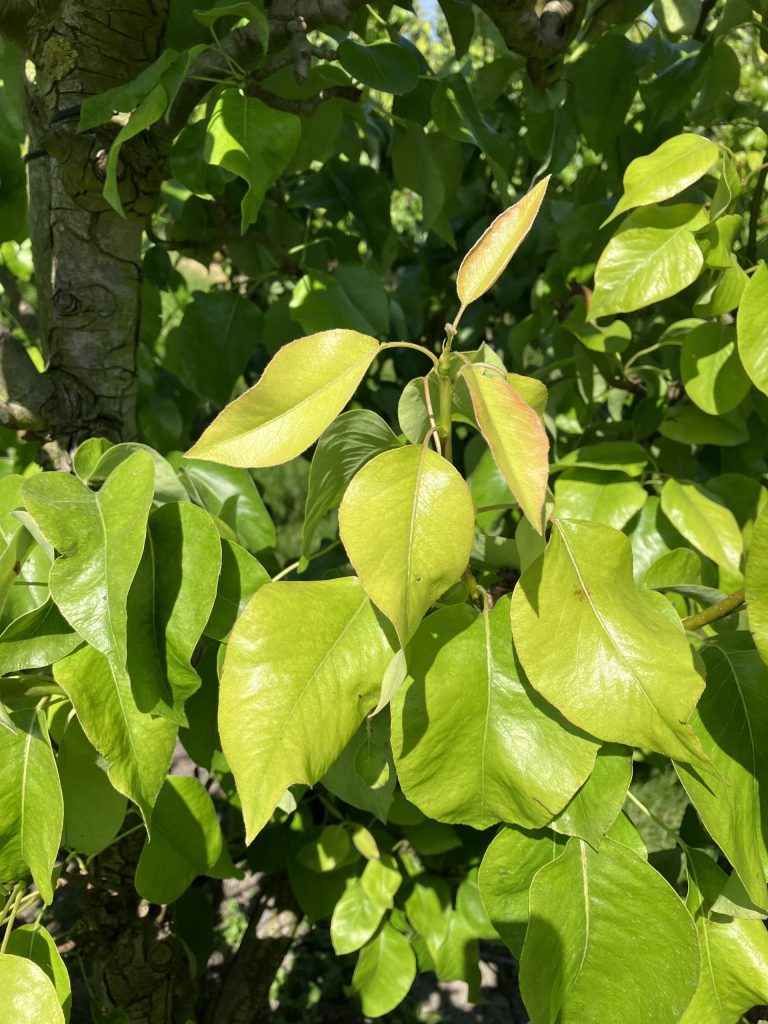 Afbeelding Bladbemesting