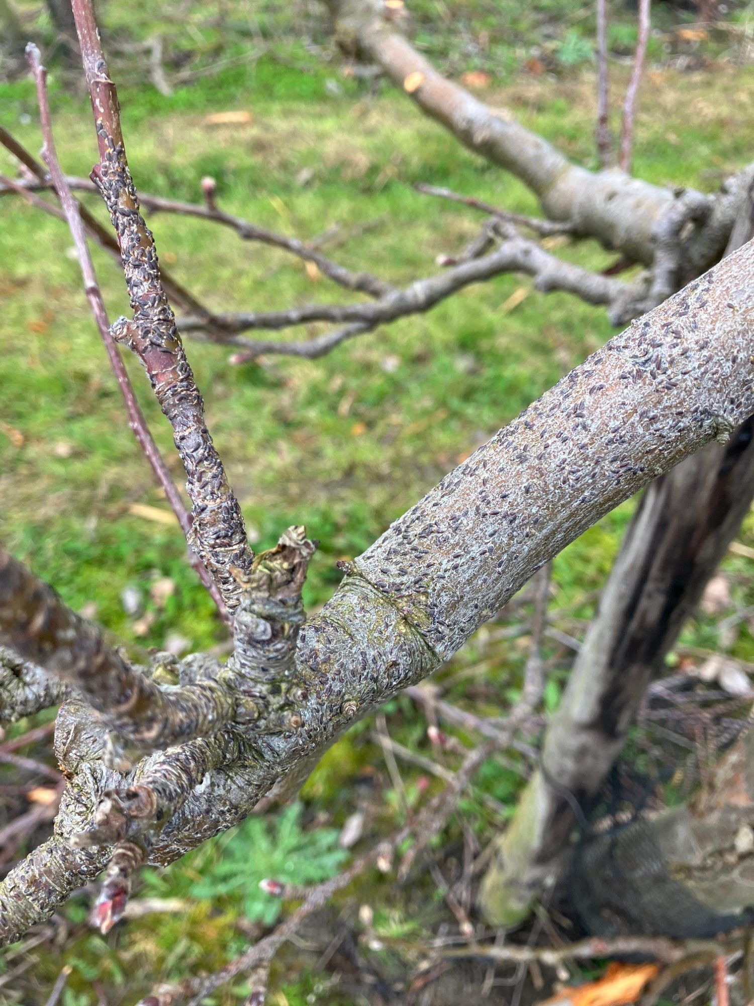 Afbeelding Kommaschildluis