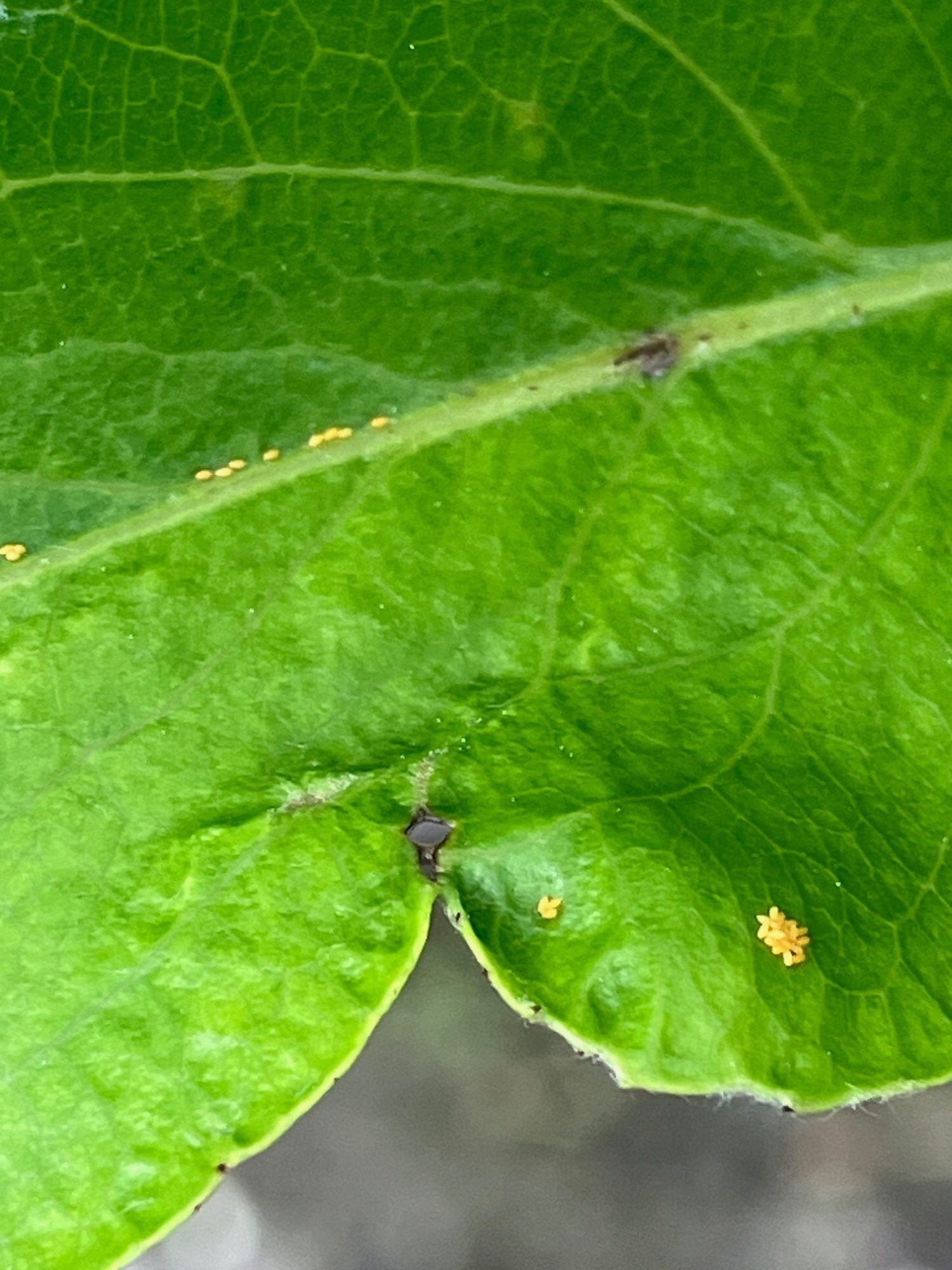 Afbeelding Perenbladvlo en rose perenluis