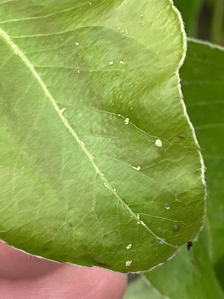 Afbeelding Perenbladvlo