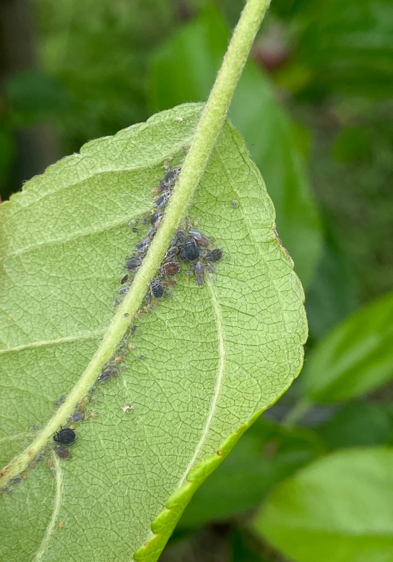 Afbeelding Rose appelluis