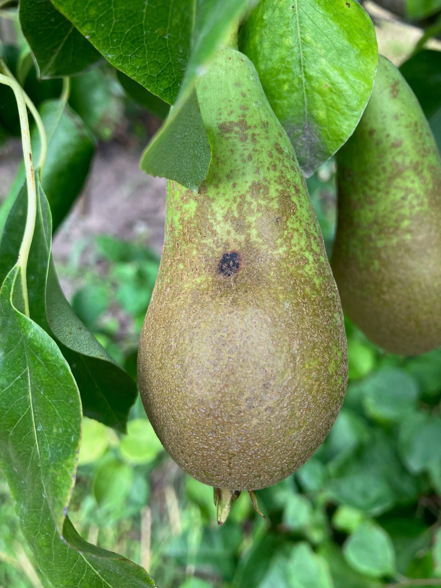 Afbeelding Schurft en zwartvruchtrot