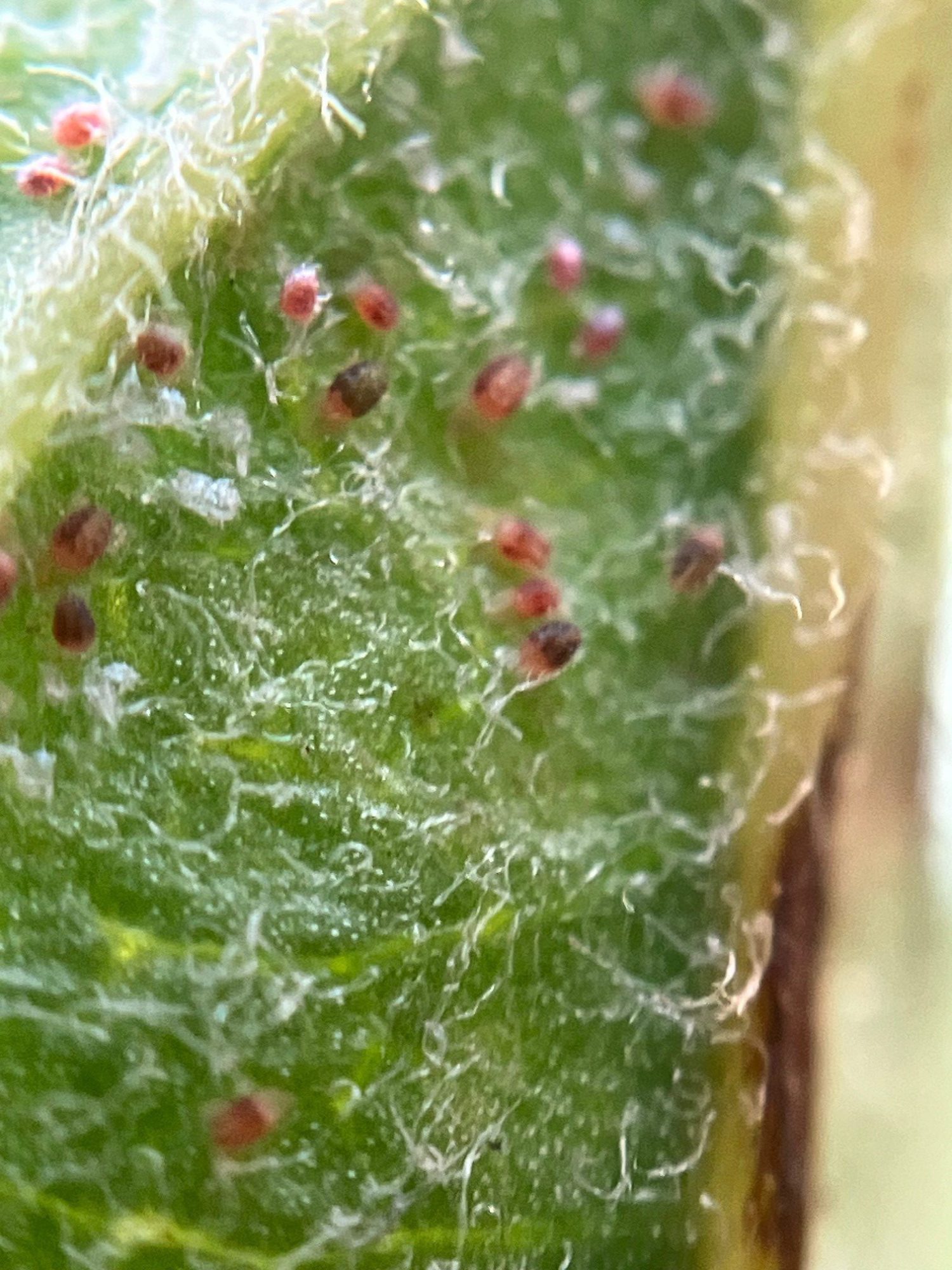 Afbeelding Fruitspint en roestmijt
