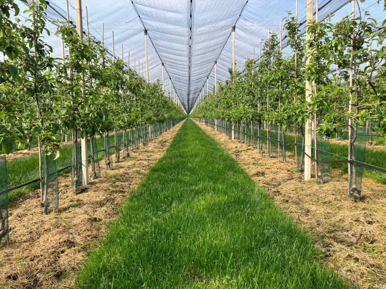 Afbeelding Herstel grasbanen fruitteelt