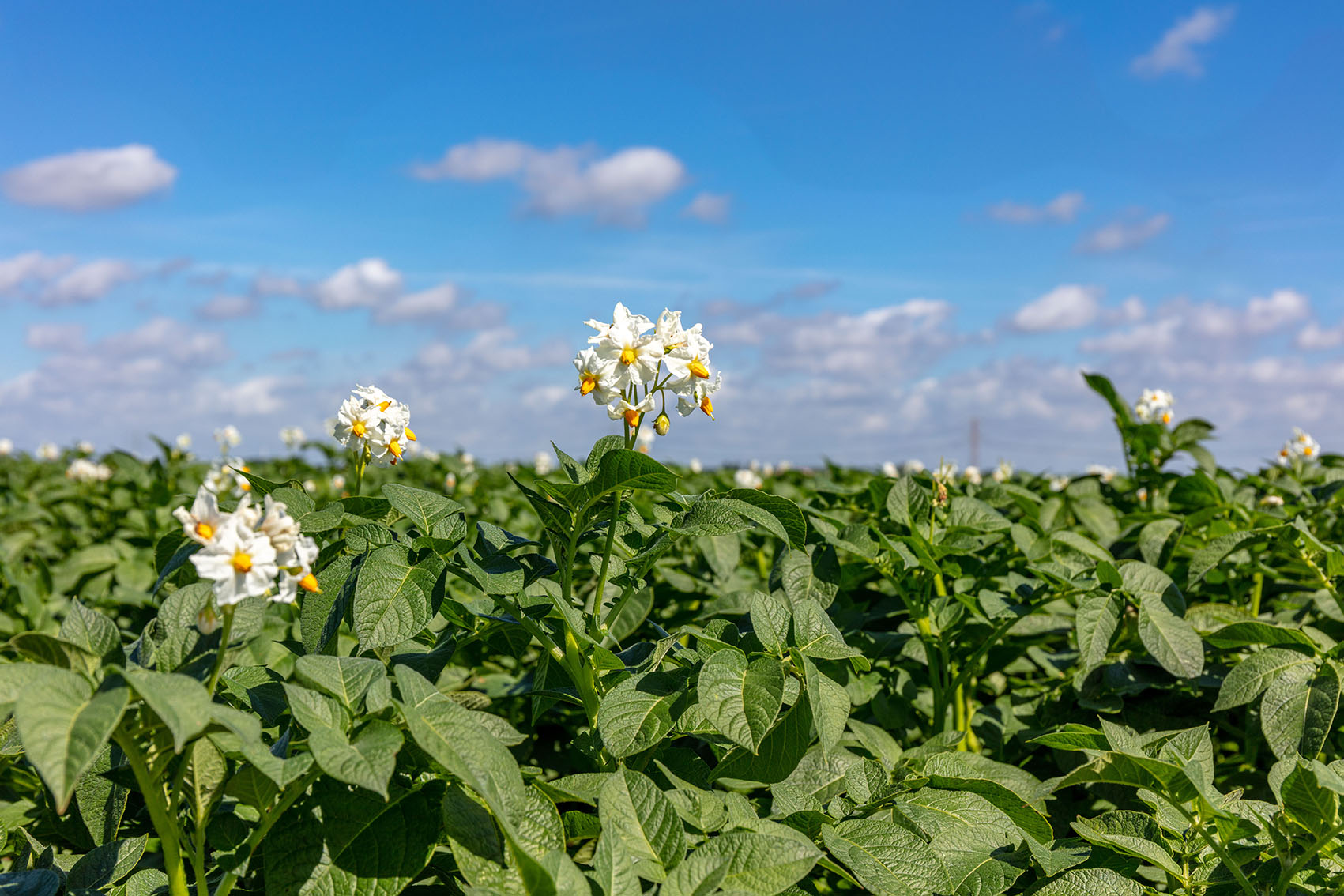 Afbeelding Essentiële factoren voor aardappelkwaliteit en -opbrengst
