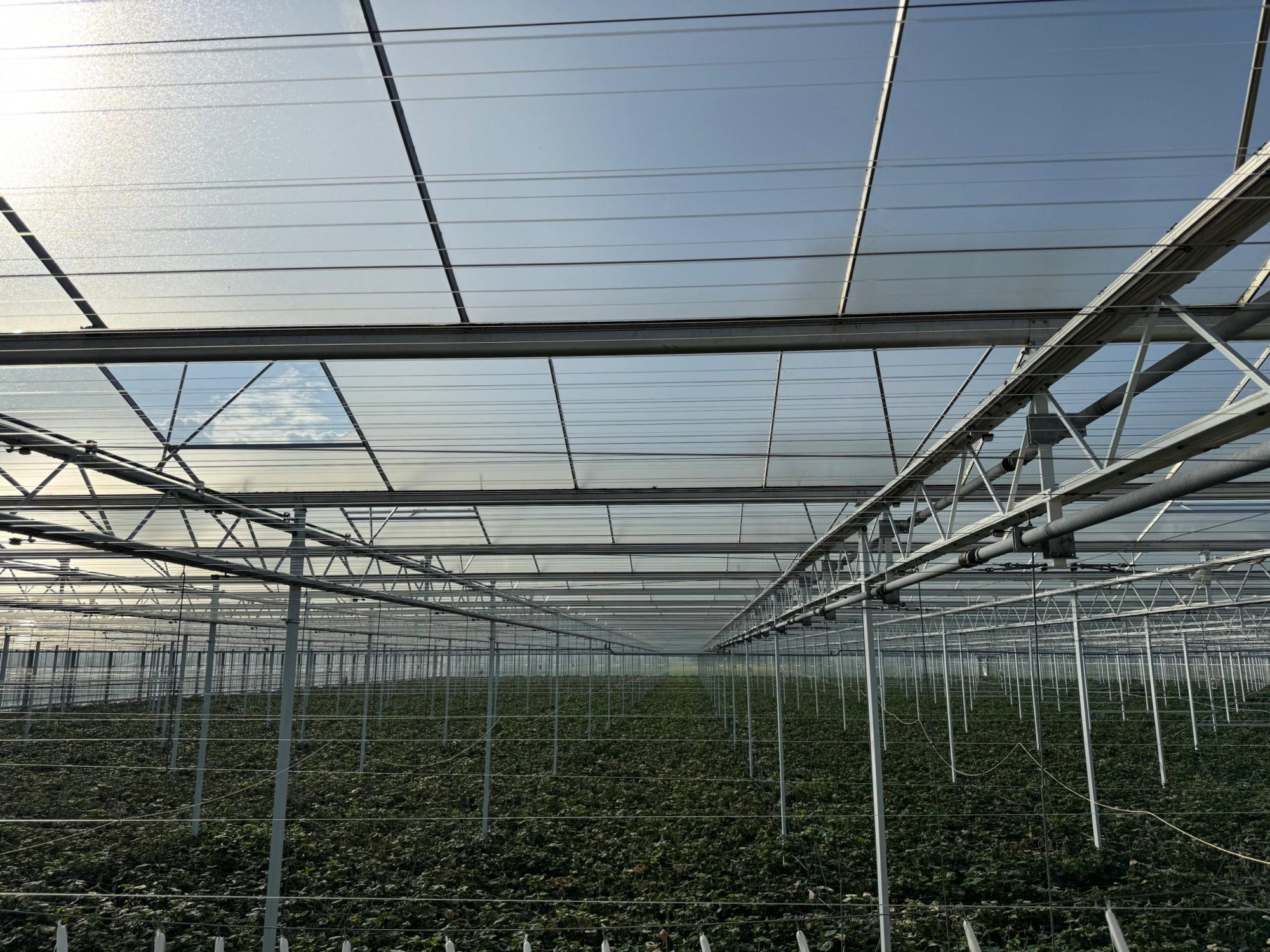 Afbeelding Houd uw gewassen vitaal met stijgende temperaturen