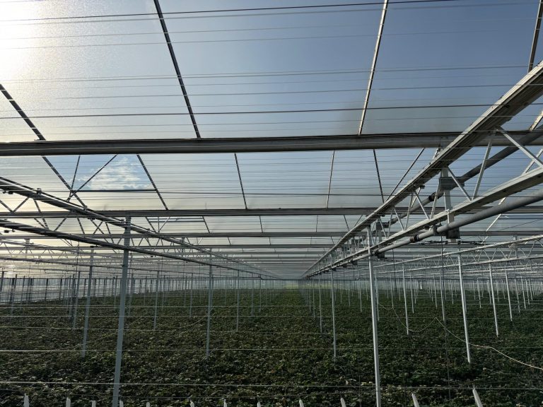 Afbeelding Houd uw gewassen vitaal met stijgende temperaturen