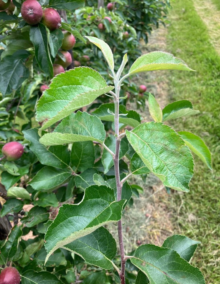 Afbeelding Schurftbestrijding