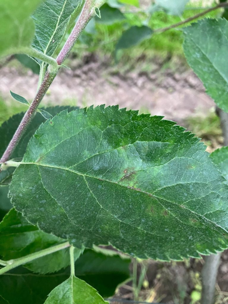 Afbeelding Schimmelbestrijding