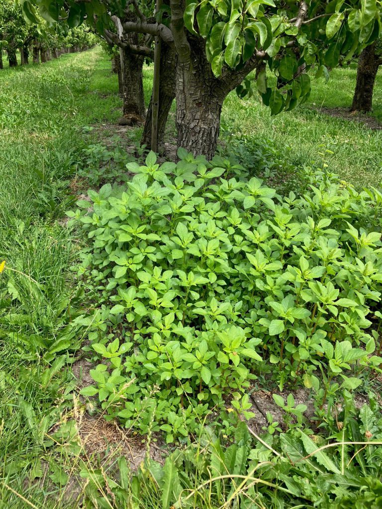 Afbeelding Onkruidbestrijding bij appel en peer