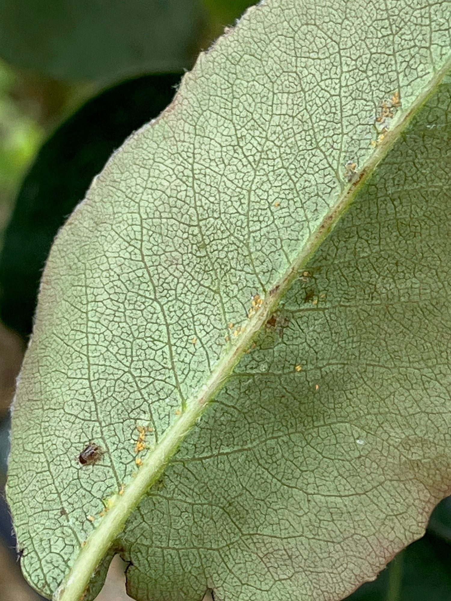 Afbeelding Perenbladvlo