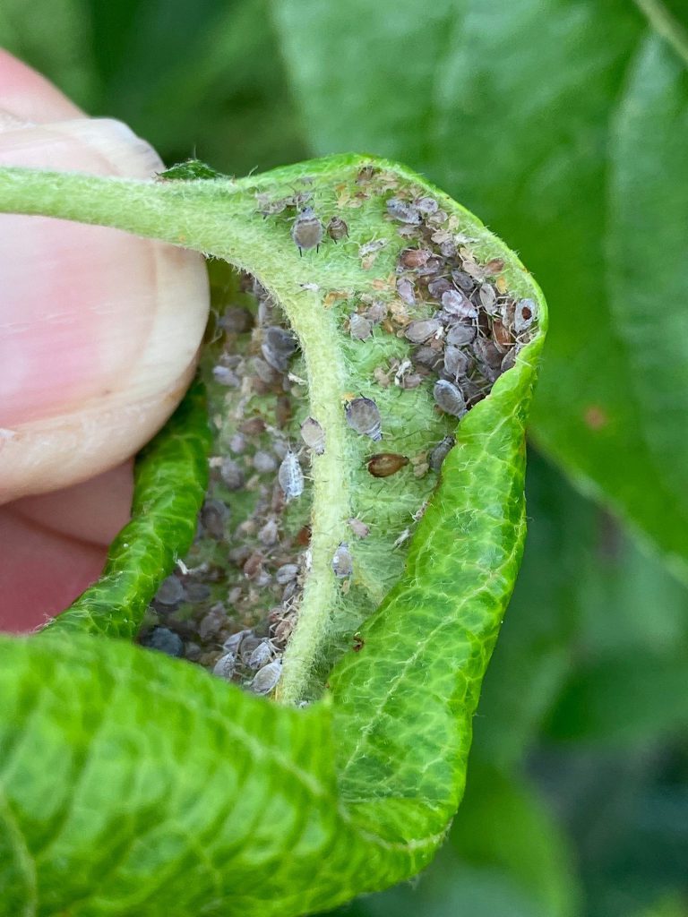 Afbeelding Rose appelluis