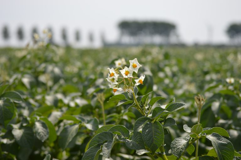 Afbeelding Themadag Aardappelen