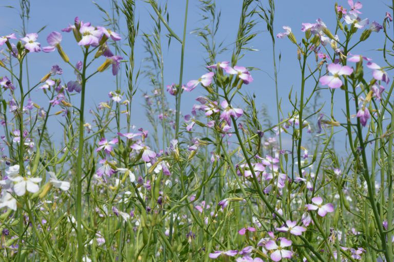 Afbeelding Nieuwe groenbemesterfolder | Welk mengsel past bij uw perceel?