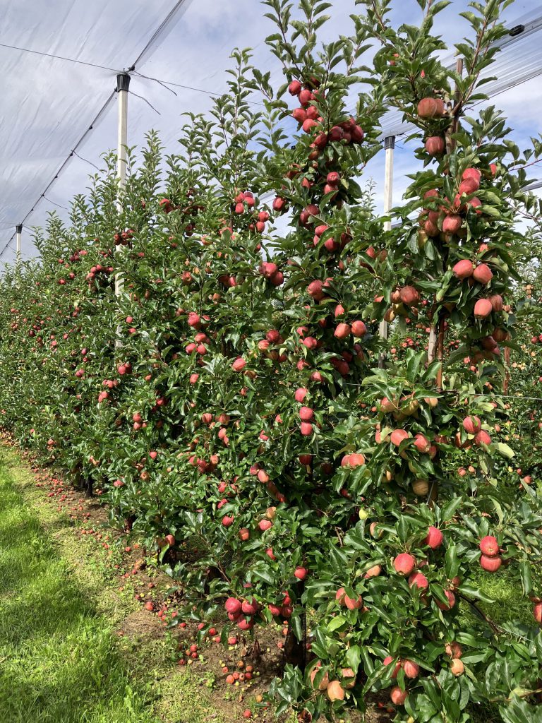 Afbeelding Kleuring appels