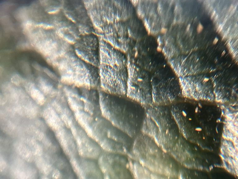 Afbeelding Roestmijt appel en peer