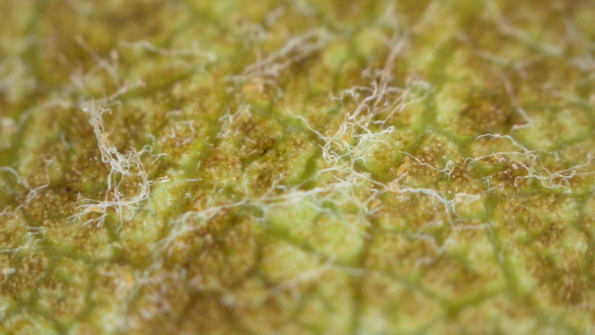 Afbeelding Roestmijt