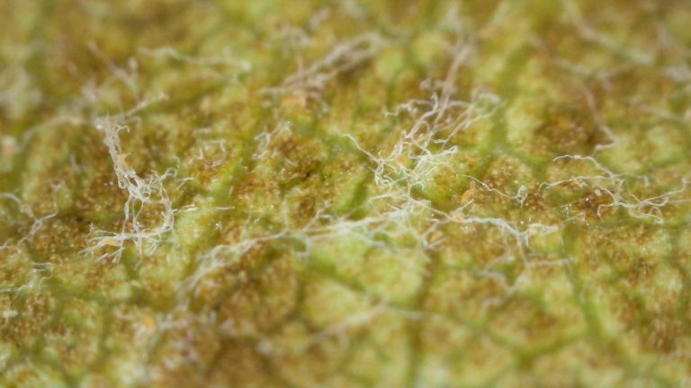 Afbeelding Roestmijt