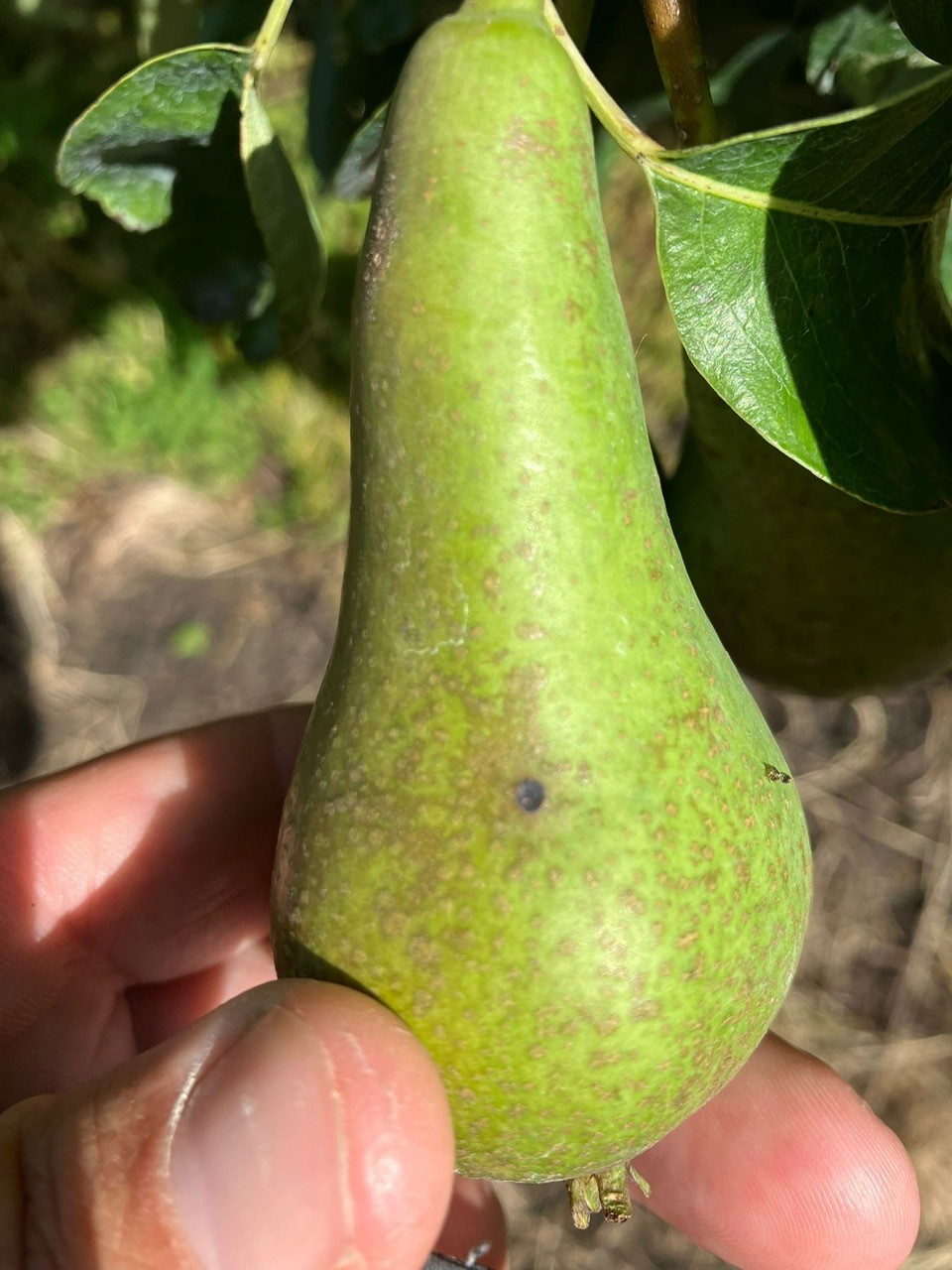 Afbeelding Teeltadvies | schurft, zwartvruchtrot & fruitmot