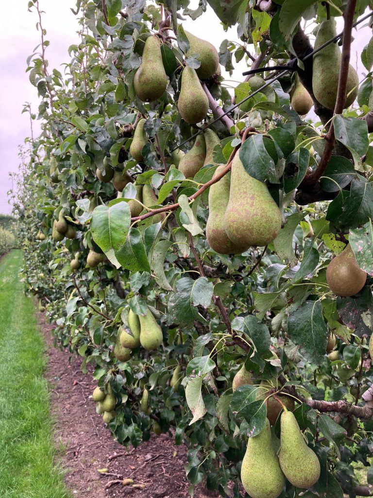 Afbeelding Bewaarziekten