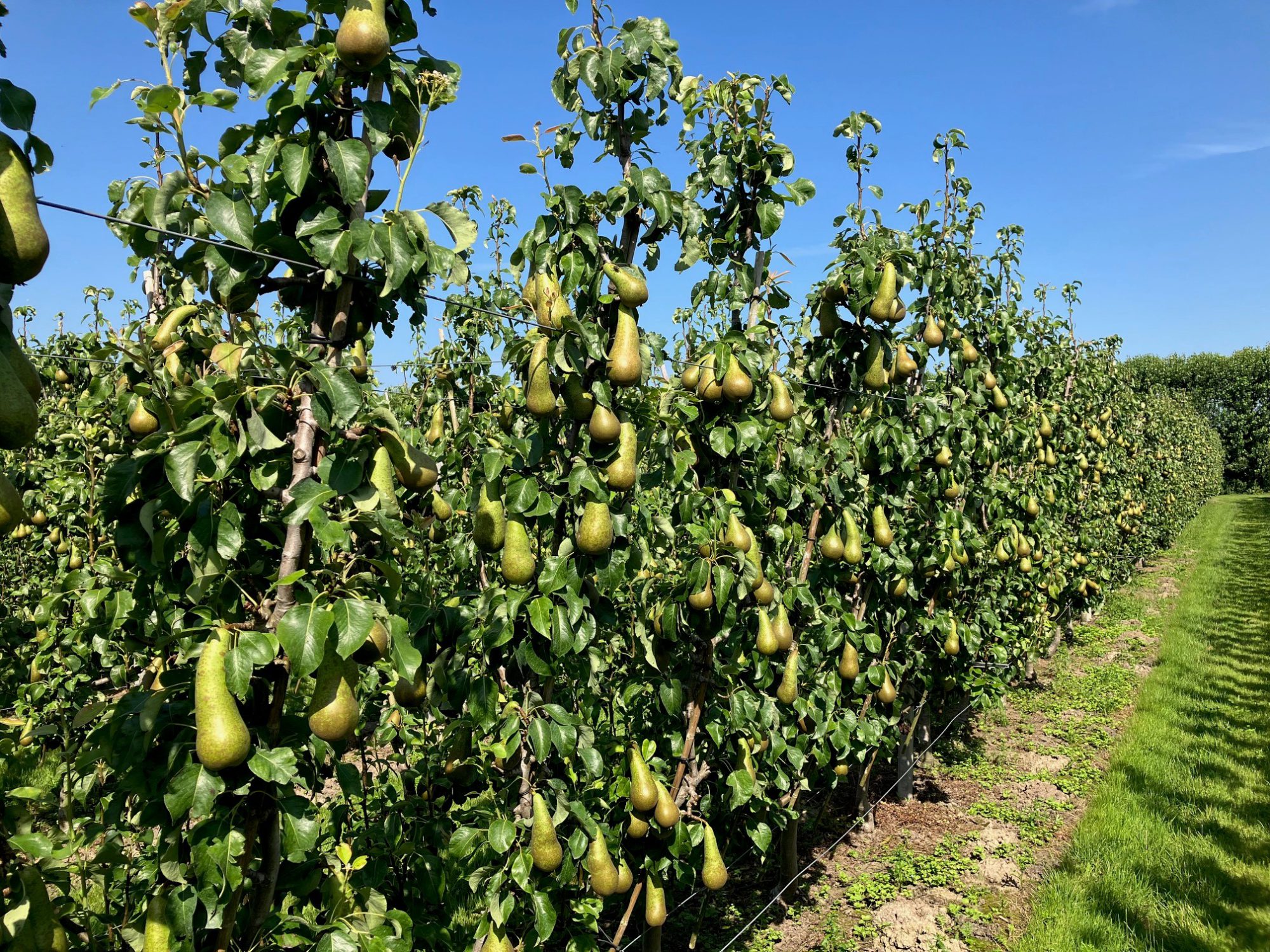 Afbeelding Blad- en vruchtanalyses