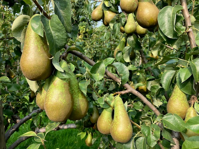 Afbeelding Bewaarziekten