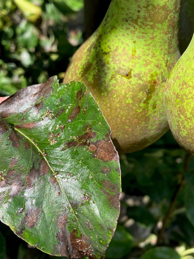 Afbeelding Perenbladvlo