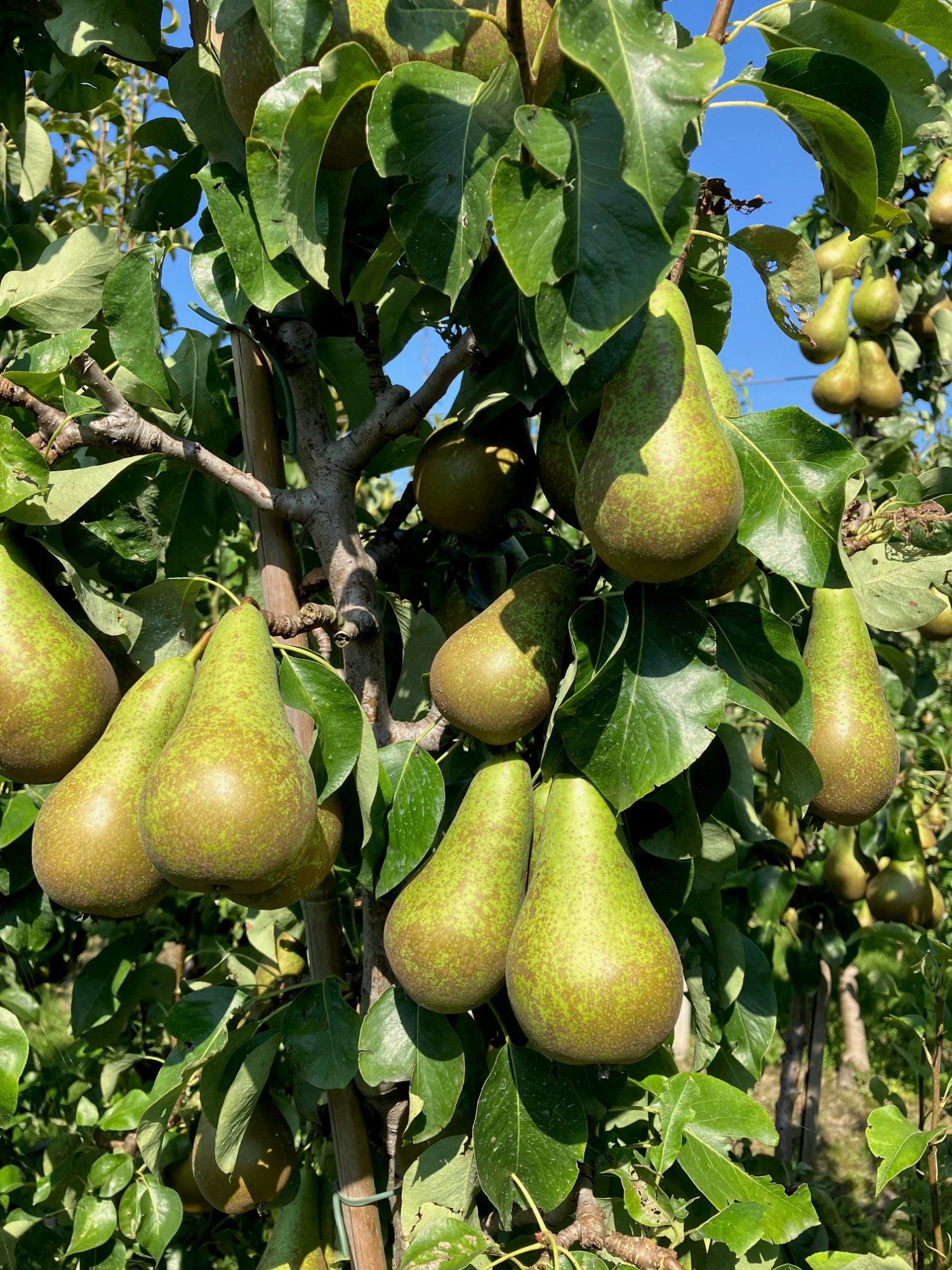 Afbeelding Vruchtanalyses