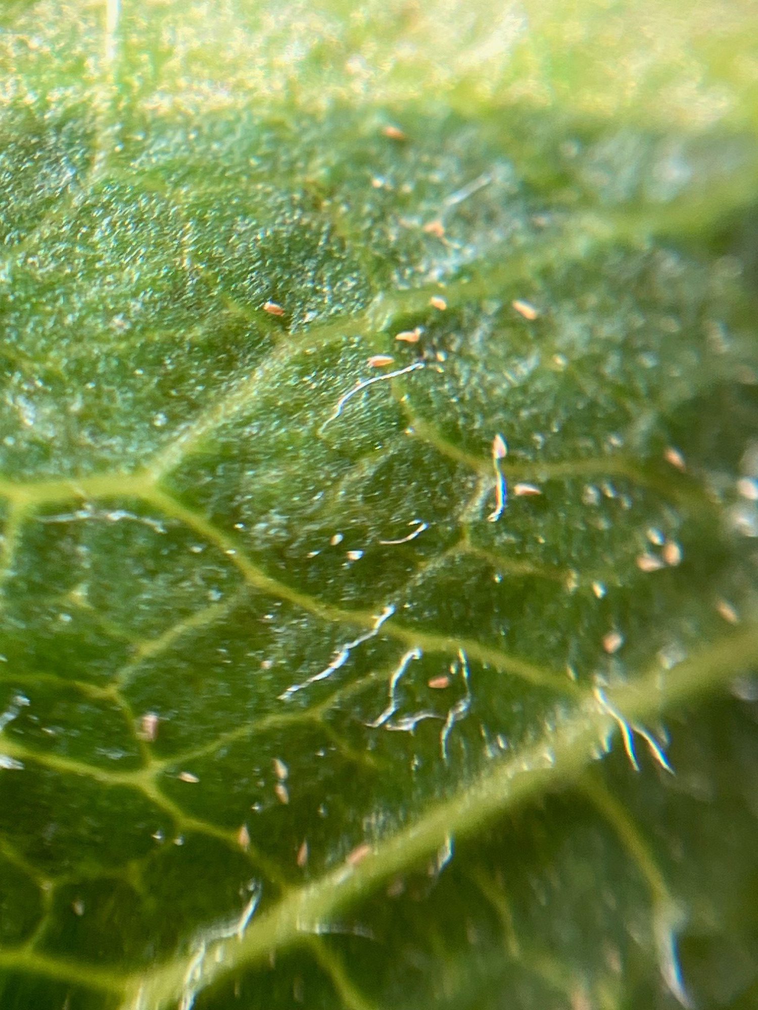 Afbeelding Roestmijt