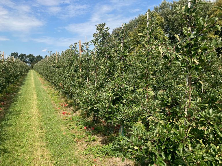 Afbeelding Bladvoeding na de oogst