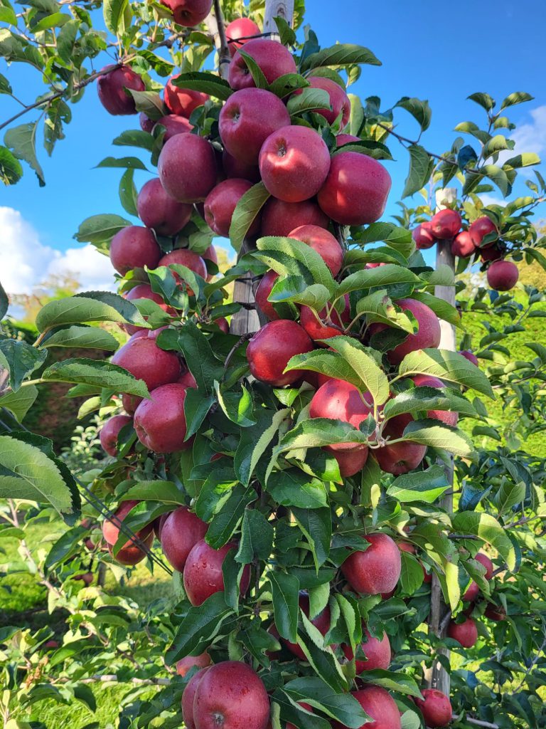 Afbeelding Fruitsmart 1-MCP