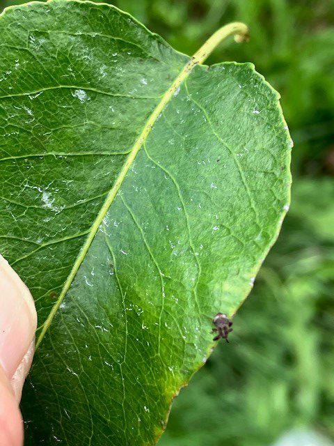 Afbeelding Teeltadvies | roze appel- en perenluis, perenbladvlo en bladvoeding