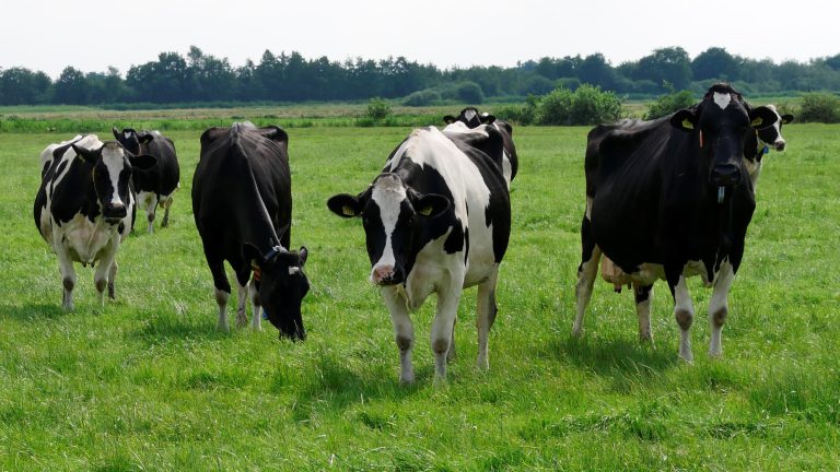 Afbeelding Sporenelementen op een gezonde manier toepassen