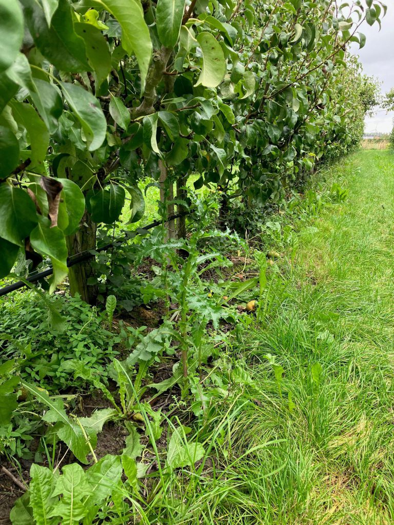 Afbeelding Onkruidbestrijding na de oogst