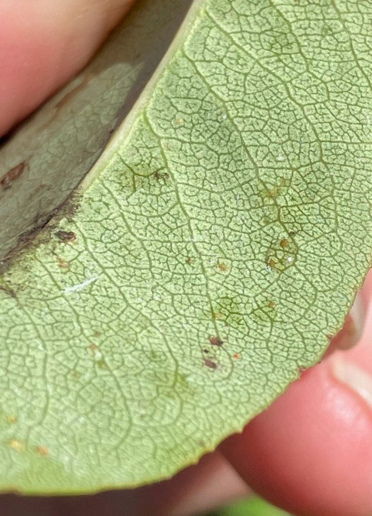 Afbeelding Perenbladvlo en perengalmijt