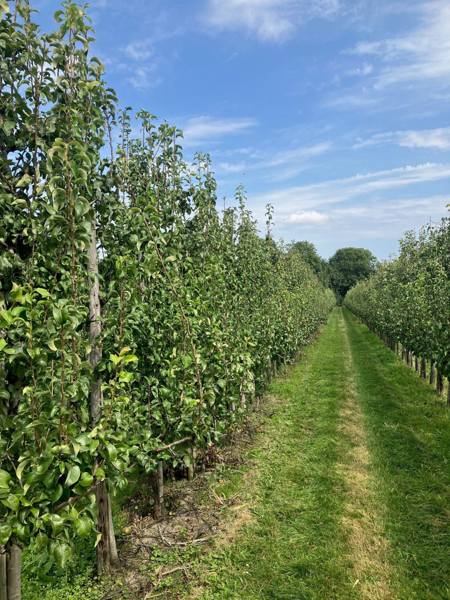 Afbeelding Teeltadvies | roze appel- en perenluis, perenbladvlo en bladvoeding