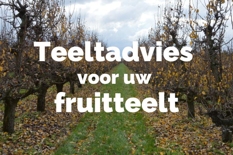 Afbeelding Teeltadvies 28-10-2024
