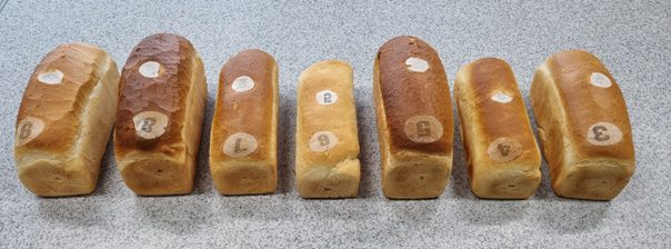 Afbeelding Eerste bakproeven met Nederlandse tarwe gestart