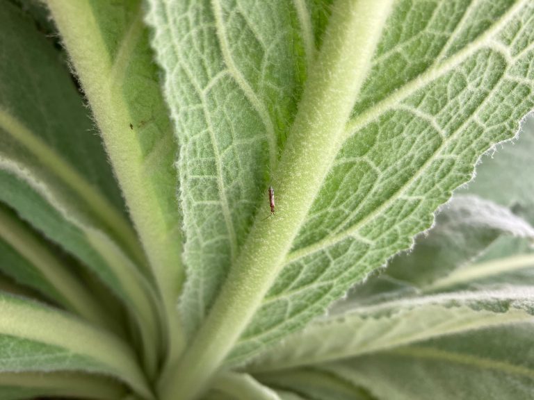 Afbeelding Biologie bestellen rond Pasen 2026