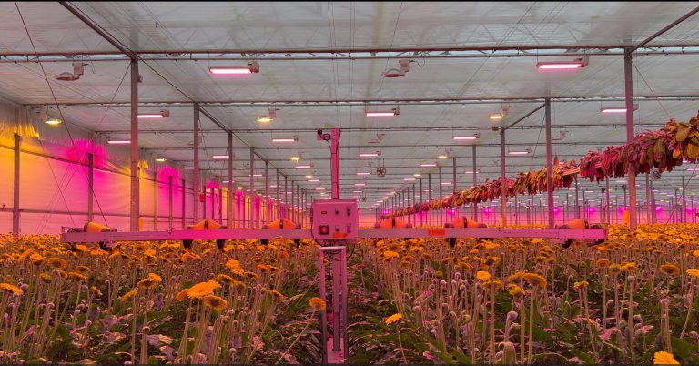 Afbeelding Video | Overzicht verdeeltechnieken in de sierteelt