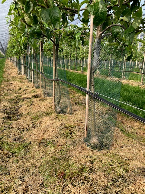 Afbeelding Een goede oogst met fertigatie