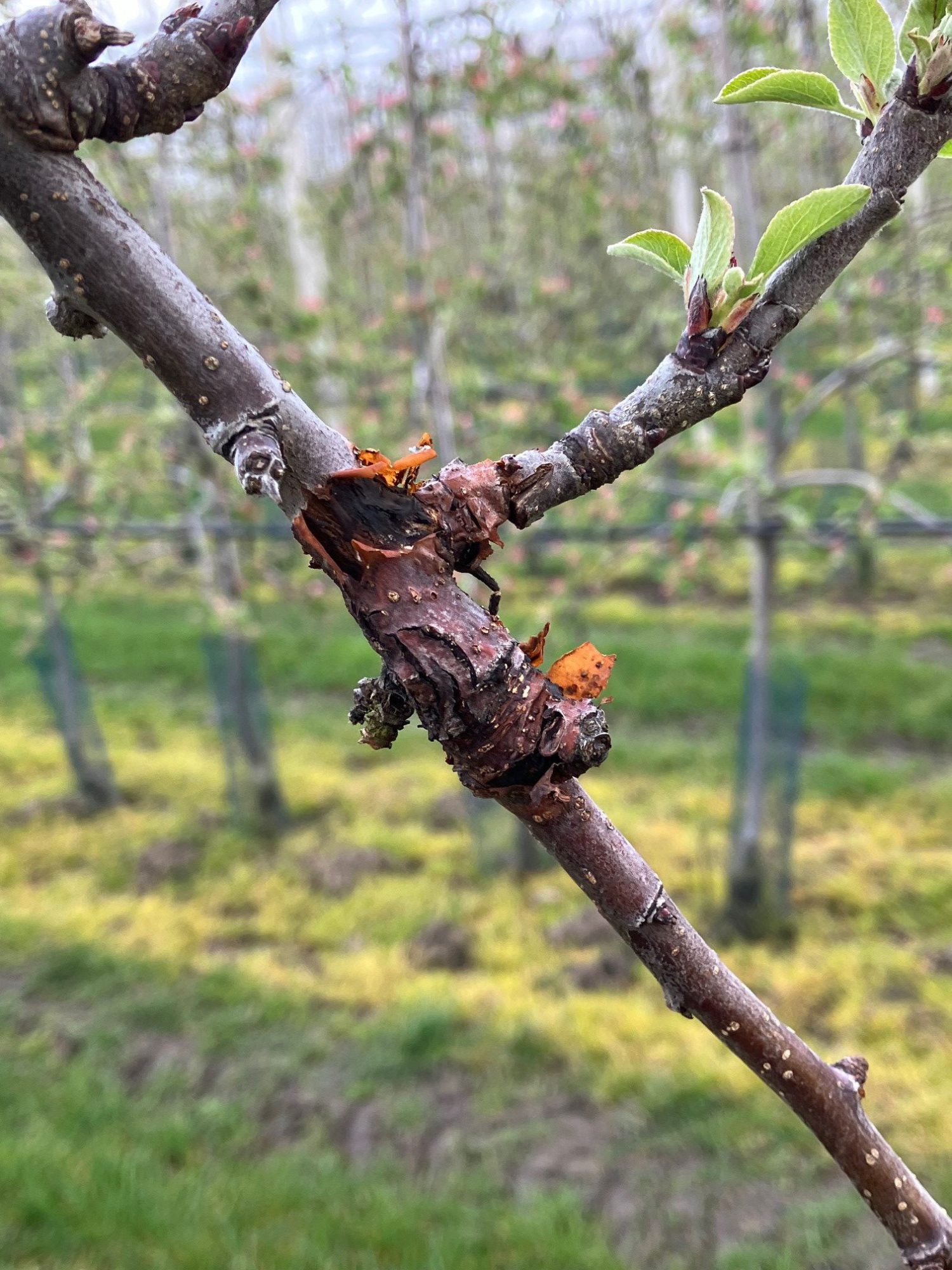 Afbeelding Bestrijding vruchtboomkanker