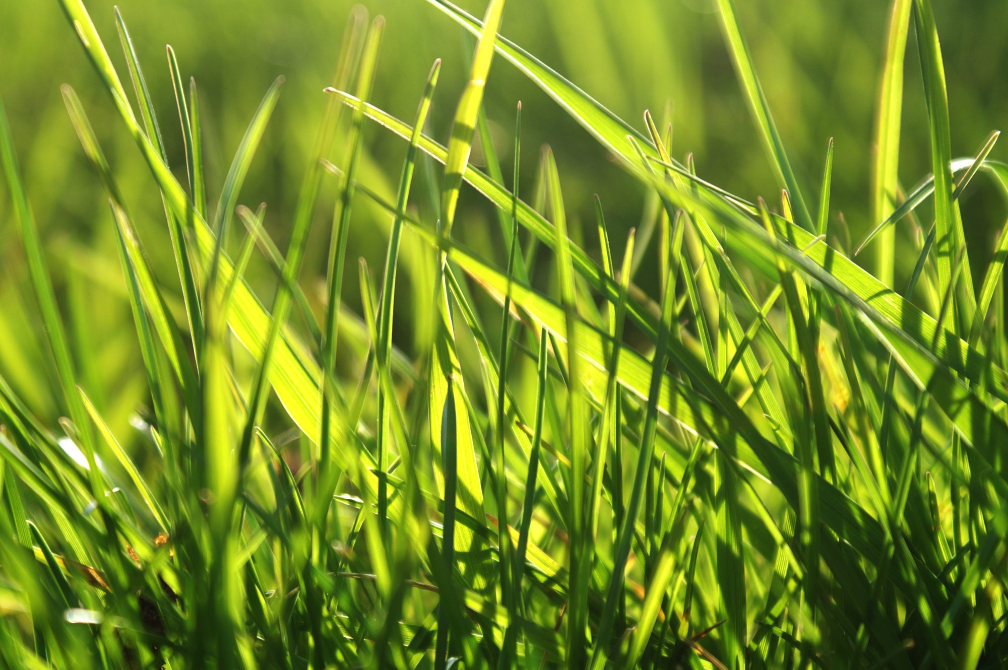 Afbeelding Folder Natuurlijk gras