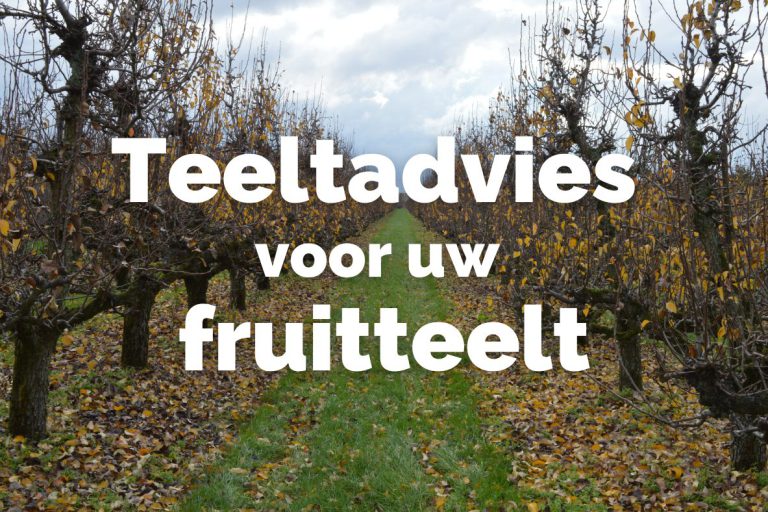 Afbeelding Teeltadvies 3 februari 2025