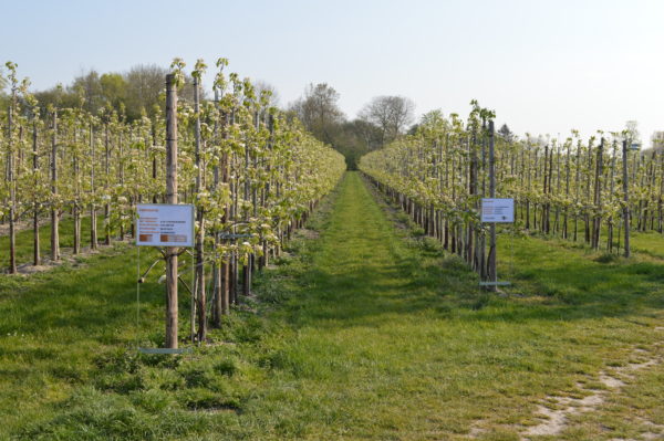 Afbeelding Resultaten fertigatieproef 2019