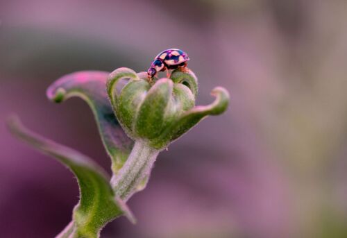 Afbeelding Met onderzoek nieuwe plaagsoorten bestrijden