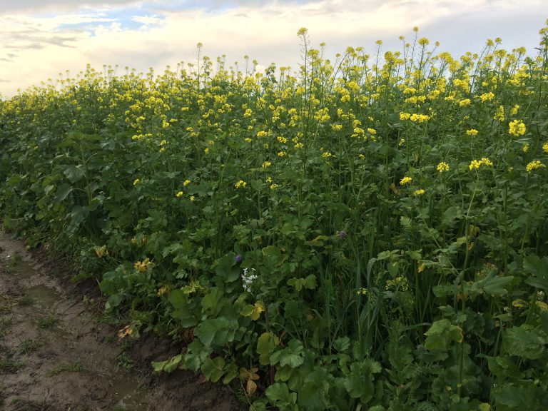 Afbeelding Groenbedekking 2023: t/m februari op het land