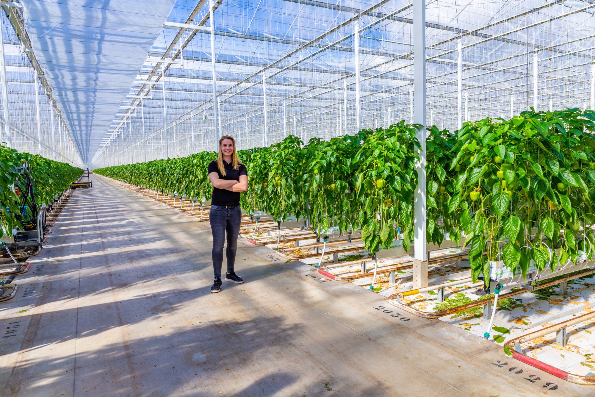 Afbeelding Commercieel Adviseur Tuinbouw – (Biologische) Gewasbescherming